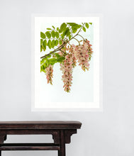 Load image into Gallery viewer, Pink Robinia in portrait
