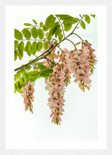 Load image into Gallery viewer, Pink Robinia in portrait
