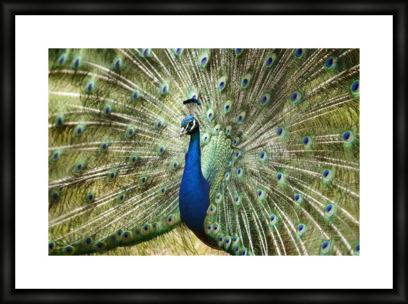 Peacock in landscape