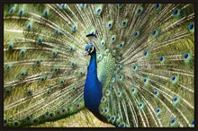 Load image into Gallery viewer, Peacock in landscape
