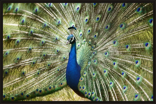 Peacock in landscape