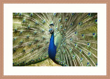 Load image into Gallery viewer, Peacock in landscape
