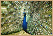 Load image into Gallery viewer, Peacock in landscape
