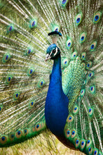 Load image into Gallery viewer, Peacock in portrait
