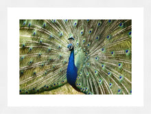 Load image into Gallery viewer, Peacock in landscape
