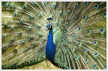 Load image into Gallery viewer, Peacock in landscape
