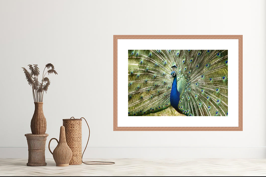 Peacock in landscape