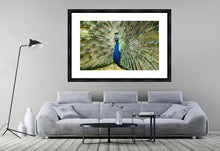 Load image into Gallery viewer, Peacock in landscape
