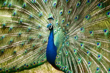 Load image into Gallery viewer, Peacock in landscape
