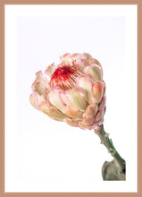 Load image into Gallery viewer, Protea Neriflora
