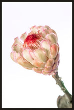 Load image into Gallery viewer, Protea Neriflora
