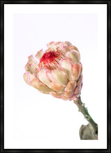 Load image into Gallery viewer, Protea Neriflora
