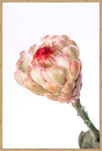 Load image into Gallery viewer, Protea Neriflora
