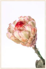 Load image into Gallery viewer, Protea Neriflora
