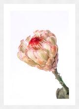 Load image into Gallery viewer, Protea Neriflora
