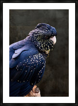 Load image into Gallery viewer, Red Tailed Black Cockatoo in portrait
