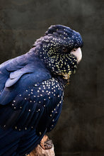 Load image into Gallery viewer, Red Tailed Black Cockatoo in portrait
