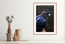 Load image into Gallery viewer, Red Tailed Black Cockatoo in portrait
