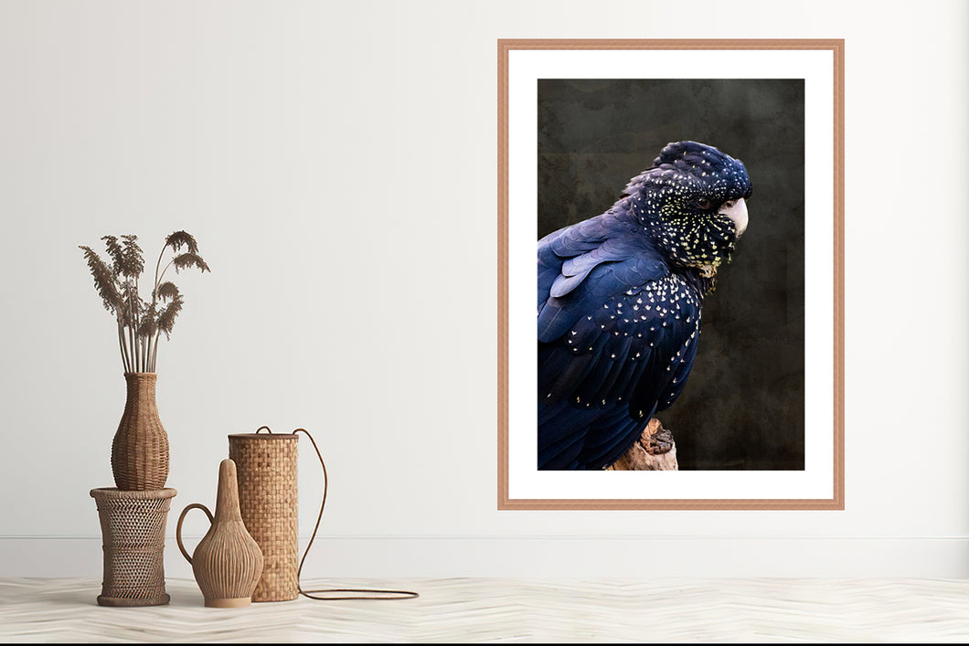 Red Tailed Black Cockatoo in portrait