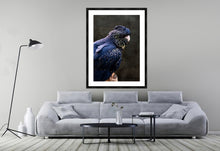 Load image into Gallery viewer, Red Tailed Black Cockatoo in portrait
