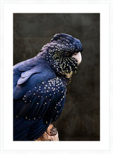 Load image into Gallery viewer, Red Tailed Black Cockatoo in portrait
