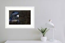 Load image into Gallery viewer, Red Tailed Black Cockatoo in landscape
