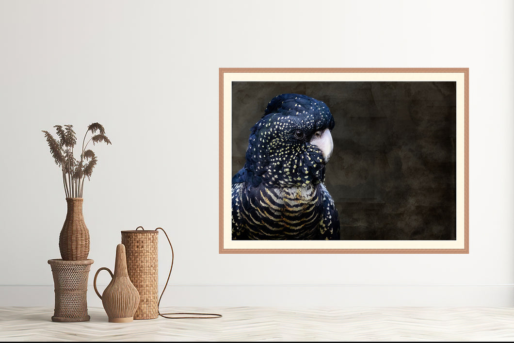 Red Tailed Black Cockatoo in landscape