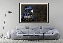 Load image into Gallery viewer, Red Tailed Black Cockatoo in landscape
