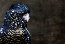 Load image into Gallery viewer, Red Tailed Black Cockatoo in landscape
