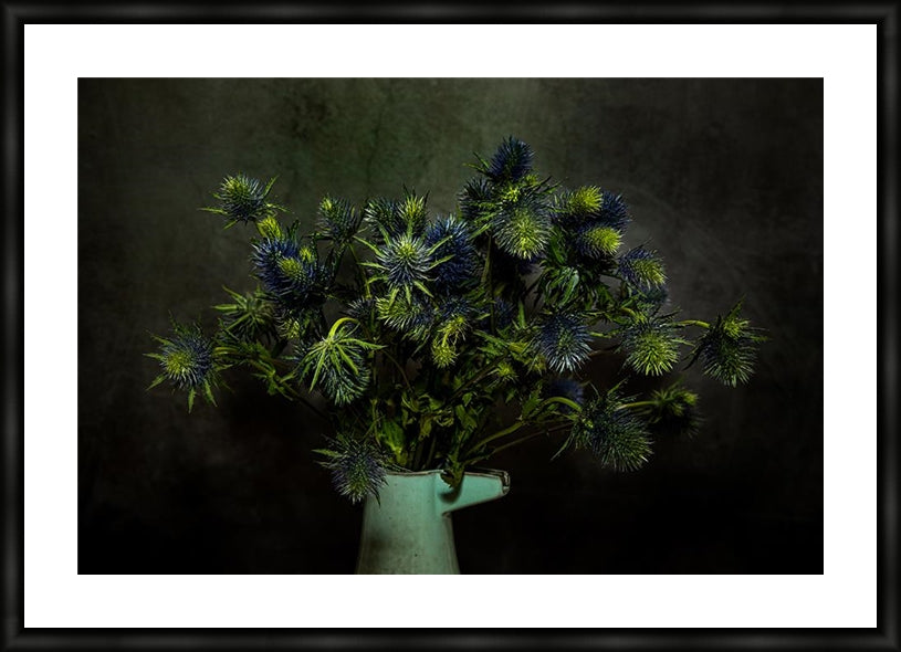 Sea Holly (Eryngium)