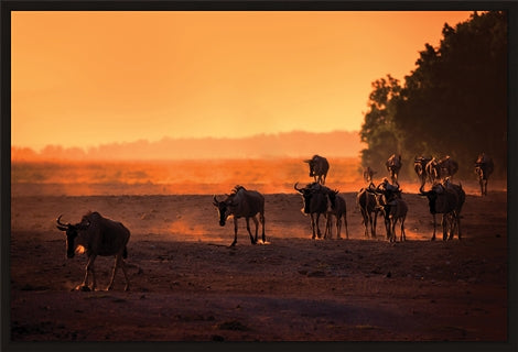 Wildebeest Migration