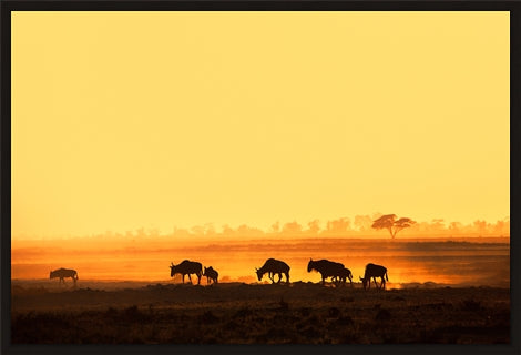 Wildebeest in Amboseli