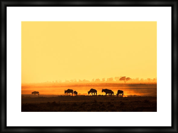 Wildebeest in Amboseli