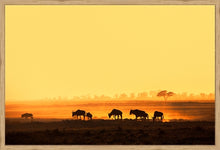 Load image into Gallery viewer, Wildebeest in Amboseli
