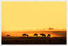 Load image into Gallery viewer, Wildebeest in Amboseli
