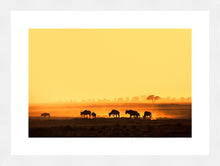 Load image into Gallery viewer, Wildebeest in Amboseli
