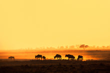 Load image into Gallery viewer, Wildebeest in Amboseli
