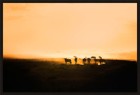 Wildebeest in silhouette