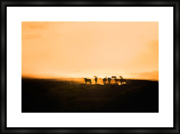 Wildebeest in silhouette