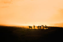 Load image into Gallery viewer, Wildebeest in silhouette
